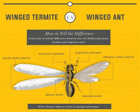 Flying Ant Or Termite Level Up Home Inspections