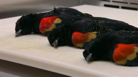 Dead Birds In Sweden Killed By External Blows