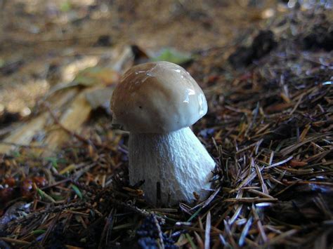 Boletus Edulis Mushroom Hunting And Identification