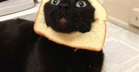 Breading Cats Is Latest Web Photo Fad