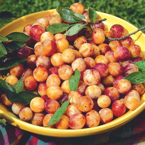 3 yellow plum  this yellow plum is little bit smaller but it is as sweet as purple one. mirabelles | Stone fruit, Fruit, Fruit trees