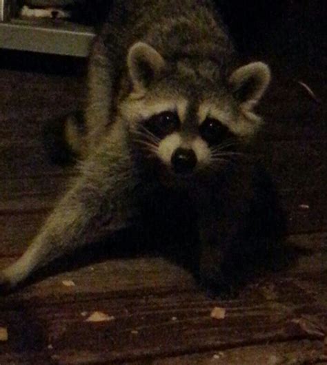 We did not find results for: Curious visitor opened my grill cabinet and has gone ...