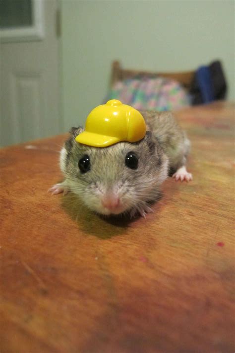 Just A Hamster In A Hardhat Cute Hamsters Hamster Cuddly Animals