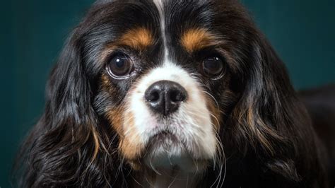 A Stealthy Harvard Startup Wants To Reverse Aging In Dogs And Humans