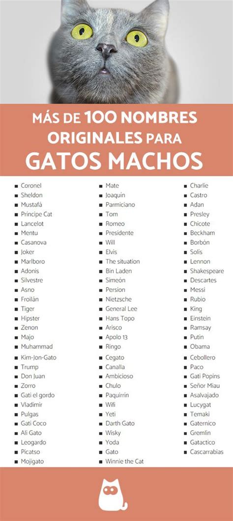 410 Nombres Para Gatos Machos Originales ¡bonitos Y Con Significado