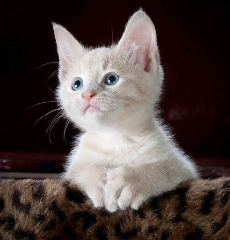 Domestic Cat Felis Catus