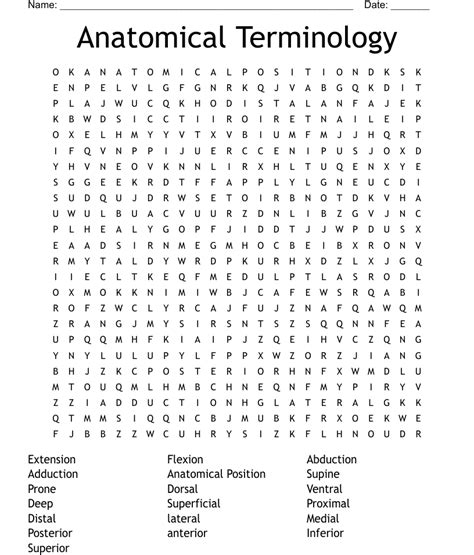 Anatomical Key Terms Word Search Wordmint