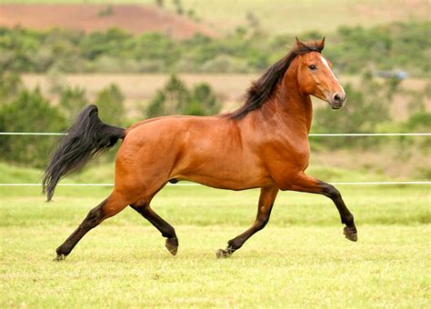 Puro Sangue Lusitano Um Dos Cavalos Mais Bonitos Do Mundo Vortexmag