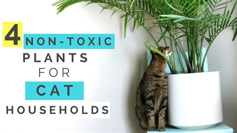 They are poisonous to cats with their tubers being the most toxic parts of the plants. 4 NON-TOXIC PLANTS FOR CAT HOUSEHOLDS | Hussey's ...