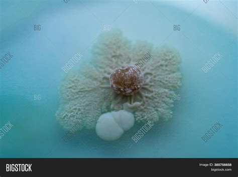 Fungi Culture On Petri Image And Photo Free Trial Bigstock
