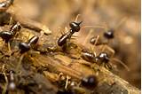 Termite Solutions Pest Control