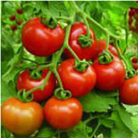 Cluster Goliath Tomato Seeds Etsy