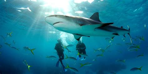 11 Best Places To Go Swimming With Sharks Top Shark Diving