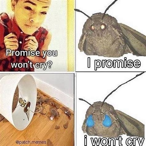 20 More Moth Memes Thatll Light Up Your Life Memes Cute Moth