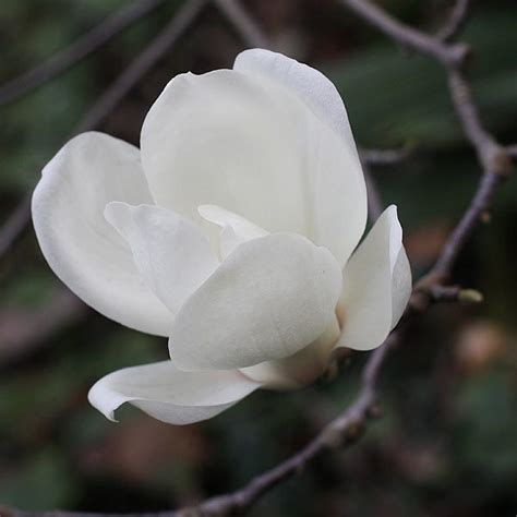Главная / каталог / магнолии / magnolia «jade lamp» — магнолия «jade lamp». Magnolia denudata - The Yulan Magnolia| Nurseries Online