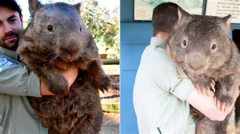 This is how i share the process of this relief juice. I saw this giant wombat online and would definitely ...