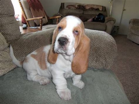 The approach to select newborn basset hound puppies can sometimes be flawed because of a variety of reasons. Basset Hound puppy | Hound puppies, Basset hound puppy, Basset hound