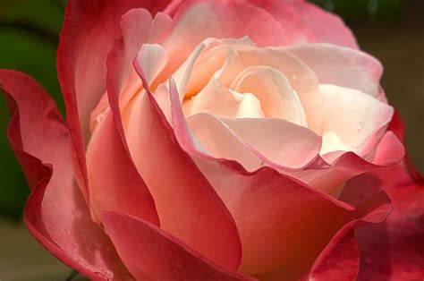 Rose Nostalgia By Simon Barrett Via 500px Rose Flowers Flower Garden
