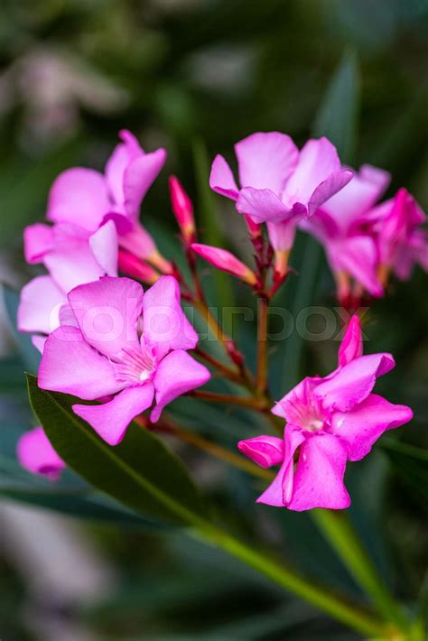 Beautiful Pink Flowers Nerium Oleander Stock Image Colourbox