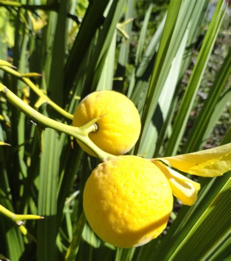 danger garden: Oranges! The Poncirus trifoliata delivers...