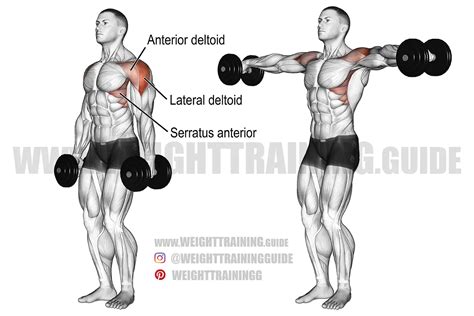 Dumbbell Lateral Raise Exercise Guide And Video Weight Training Guide