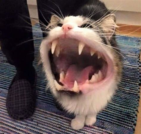Gato Boca Cat Memes Kitten Pictures Funny Animals
