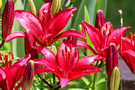 Karen Casebeer Photography Fun Facts About Lilies