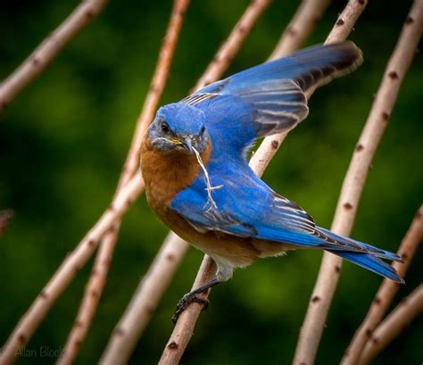 blue bird photography hot sex picture