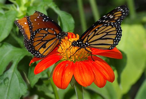 Filebutterflies Ufmuseum Wikimedia Commons