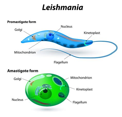 What Is Leishmaniasis Leish York Leish York