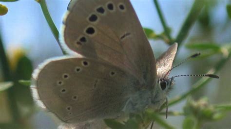 Rediscovering The Palos Verdes Blue Butterfly