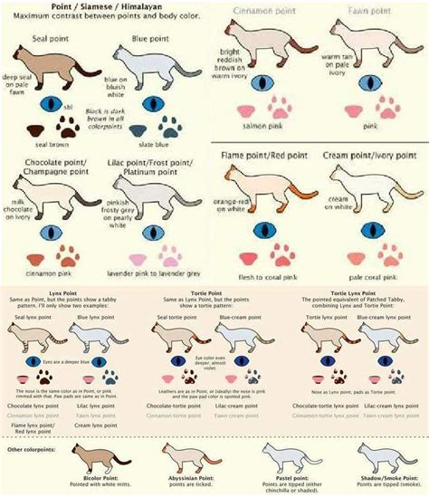 Guide to pantherinae/big cats guide to felinae/little cats guide to housecat breeds 1 guide to housecat breeds 2 guide to coat colors and patterns. Cat Color Patterns - Socks' Den