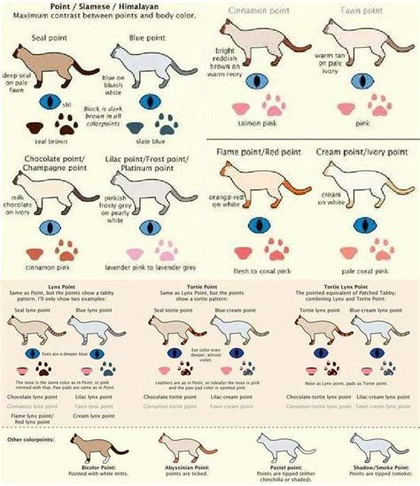 There are multiple cat genetics tutorials about, but they tend to only cover the colour and pattern charts. Cat Color Patterns - Socks' Den