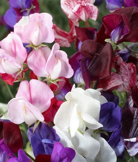 Flower Sweet Pea Old Spice Mix St Clare Heirloom Seeds