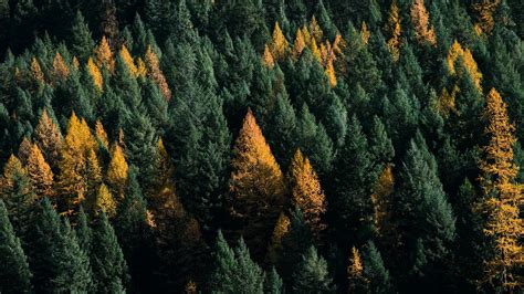 Download Wallpaper 1920x1080 Forest Coniferous Aerial View Trees