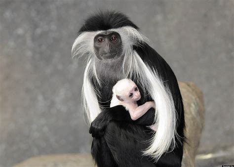 Brookfield Zoo Angolan Colobus Monkey Baby Born Photos Huffpost