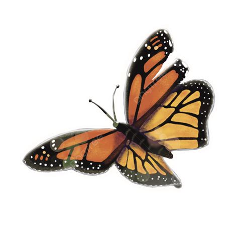 Monarch Butterfly Butterfly Insect Beautiful Png Transparent Clipart