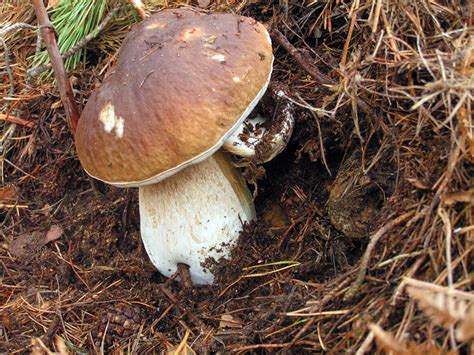 Boletus Edulis