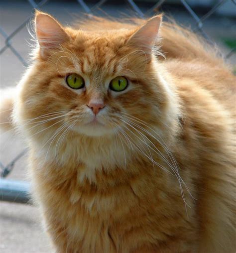 An Orange Cat With Green Eyes Standing In Front Of A Chain Link Fence