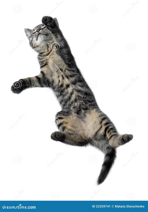 Funny Cat Jumping Stock Image Image 22259741