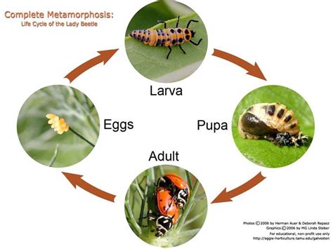 Exploring The Life Cycle Of The Lady Beetle Complete And Incomplete