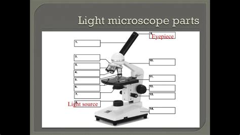 32 Parts Of A Compound Light Microscope Worksheet Worksheet Project List