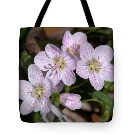 Virginia Or Narrowleaf Spring Beauty Dspf041 Tote Bag For Sale By Gerry