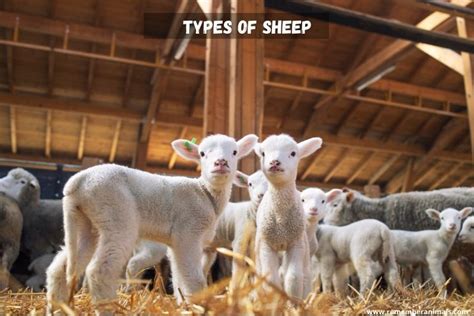 Breeds Of Sheep Facts And Characteristics Remember Animals