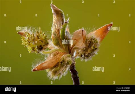 Emerging Flowers Of Beech Fagus Sylvatica In Early Spring Stock Photo