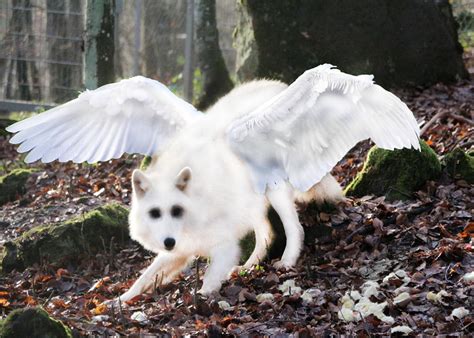 Angel Wolf By Cosmic Wolfz On Deviantart