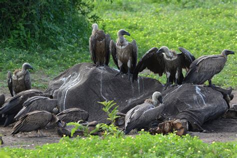 500 Vultures Killed In Botswana By Poachers Poison Government Says The New York Times