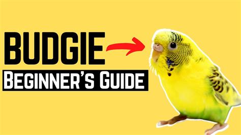 How To Take Care Of A Budgie Complete Beginners Guide Youtube