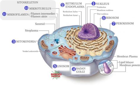 Bagian Bagian Sel Membran Sel Sitoplasma Dinding Sel Organel Sel Dunia Biologi