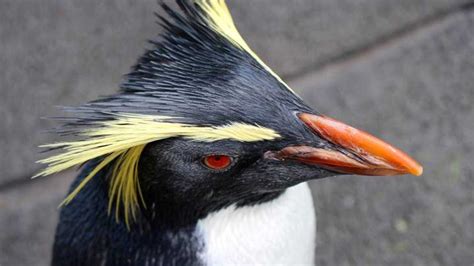 Top Most Unique Species Of Penguin With Yellow Hair Betterpetslife
